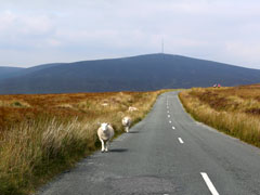 sheep traffic, Dublin Mountains
